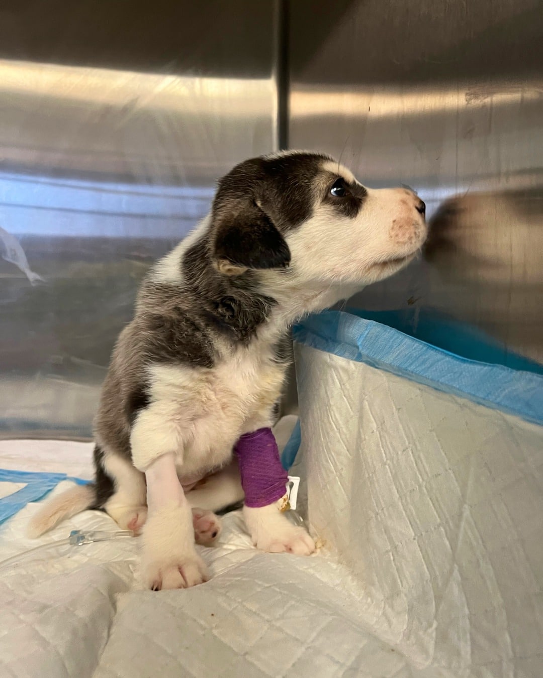 Extra image from article