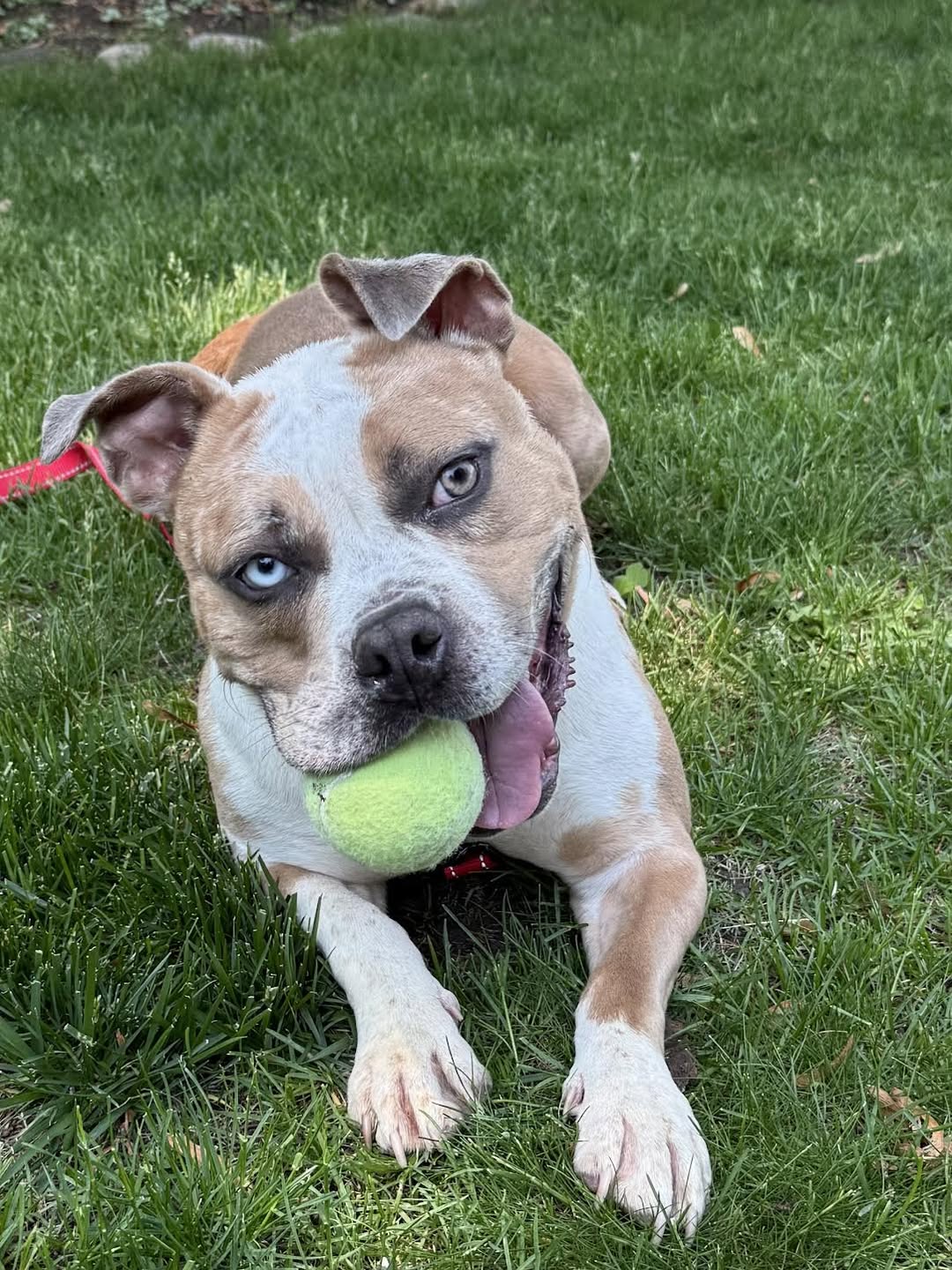 The shelter staff was optimistic when an...