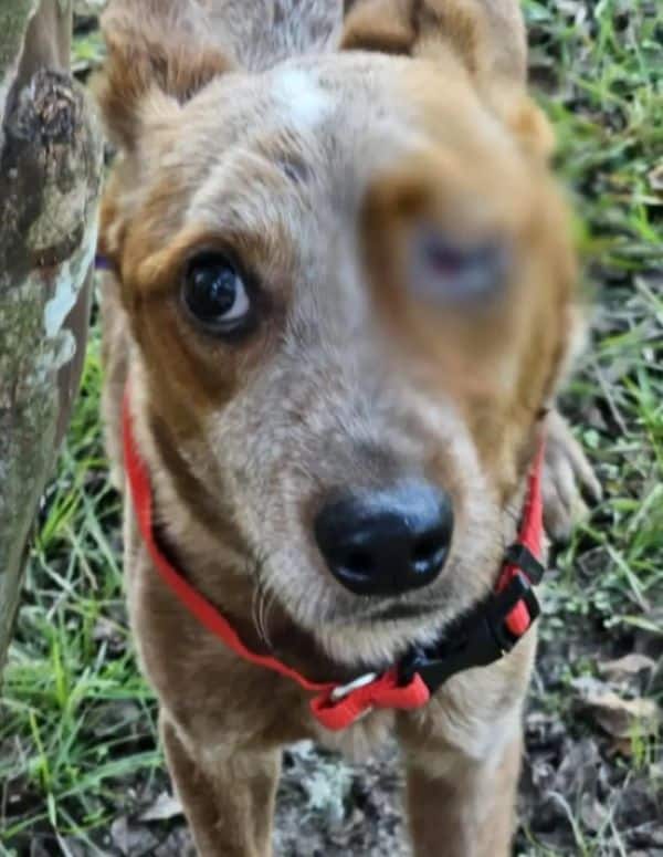 Red Vern's journey is a testament to the...