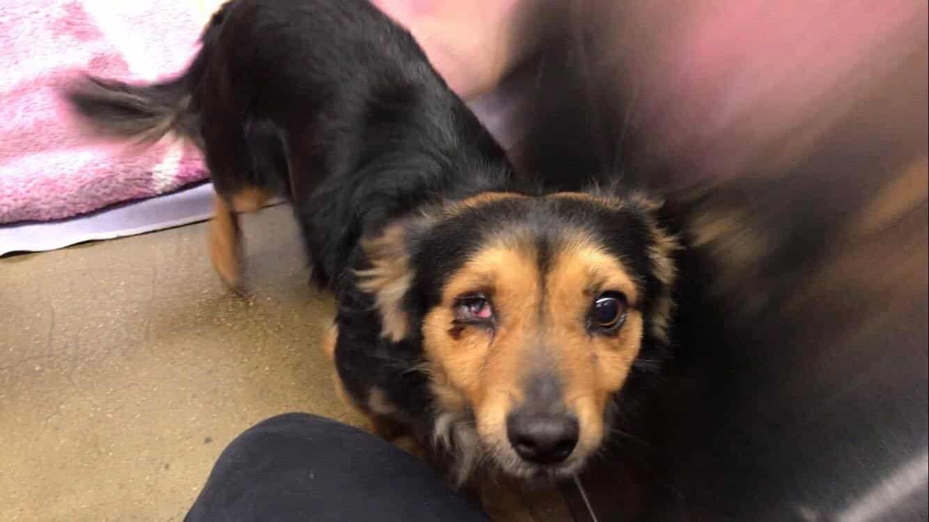 When the rescuers arrived, they observed...