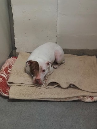 She grew more playful and eagerly embrac...