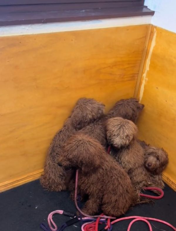 This uplifting rescue story highlights t...