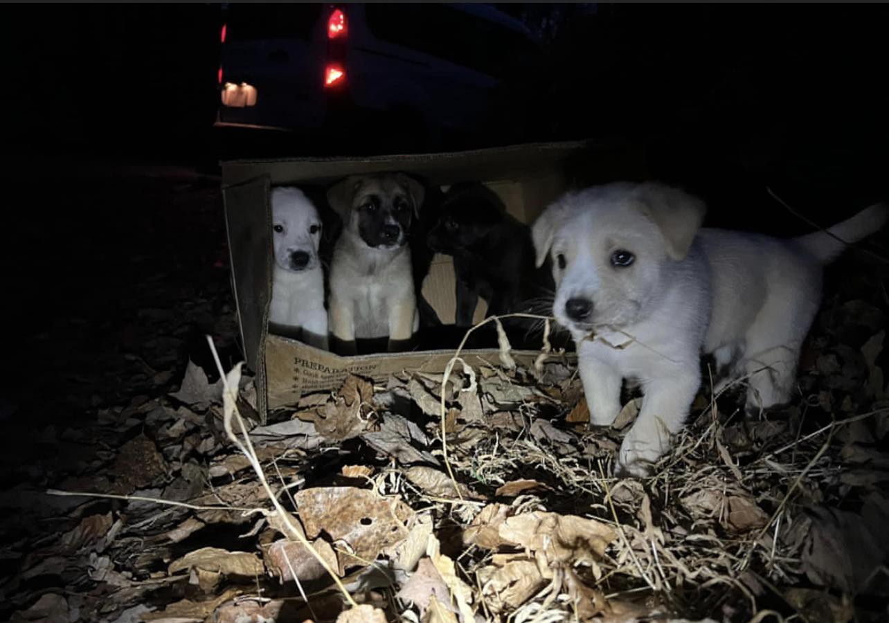 For further updates on the puppies and t...