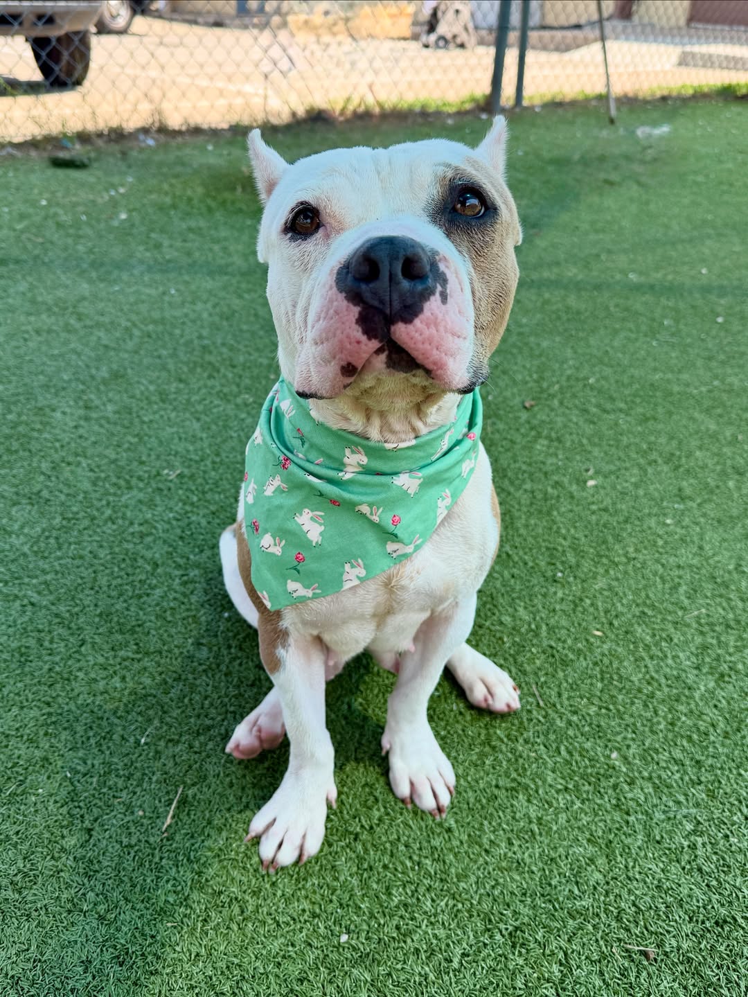 Extra image from article