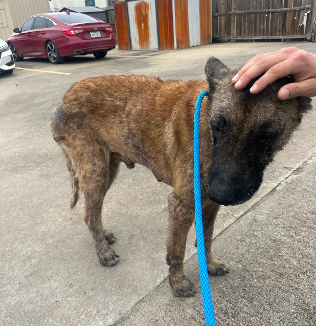 Freddy is now under the care of a rescue...