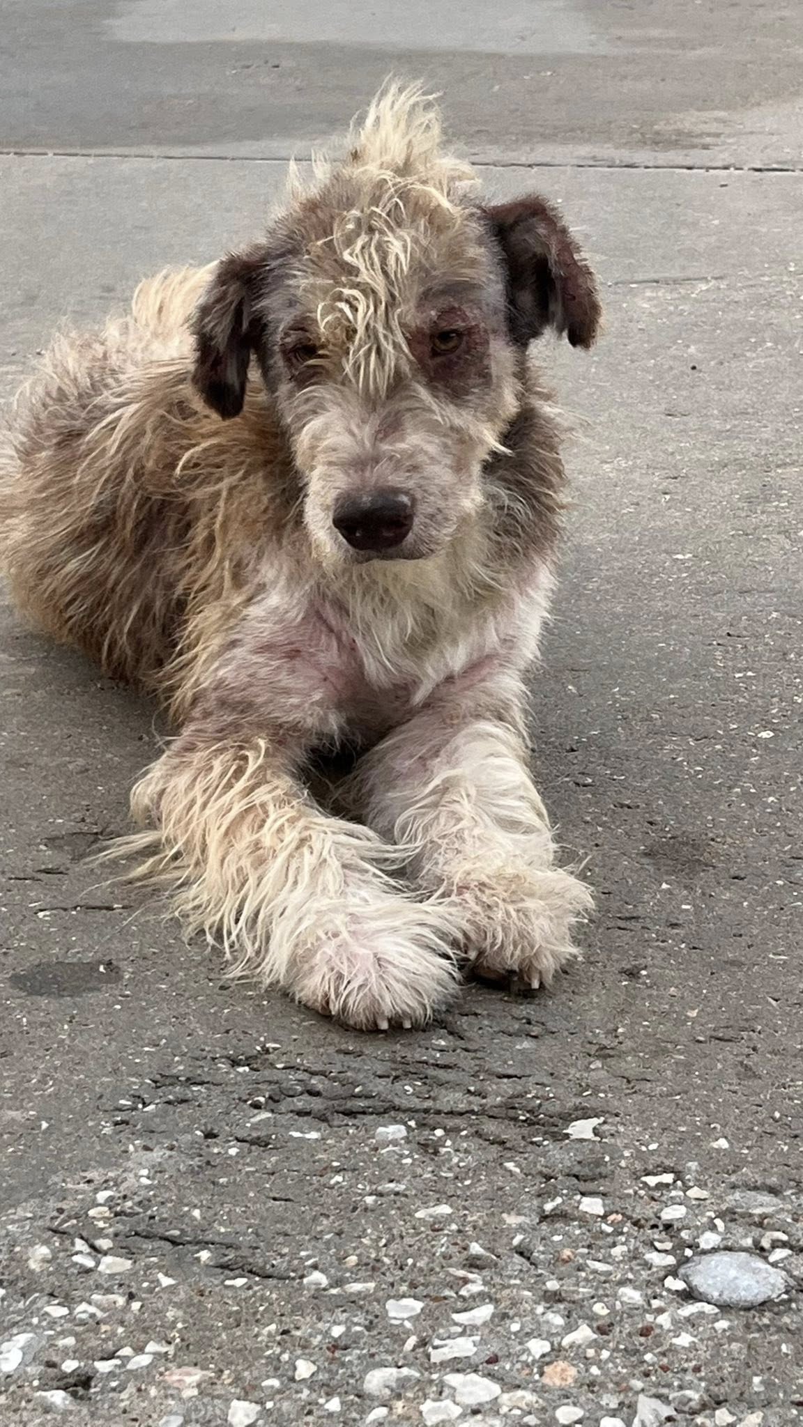 By the time they were fourteen weeks old...