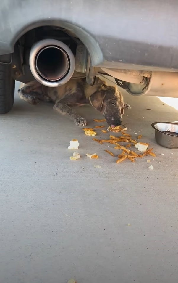 Gradually, Ellie adapted to her new surr...