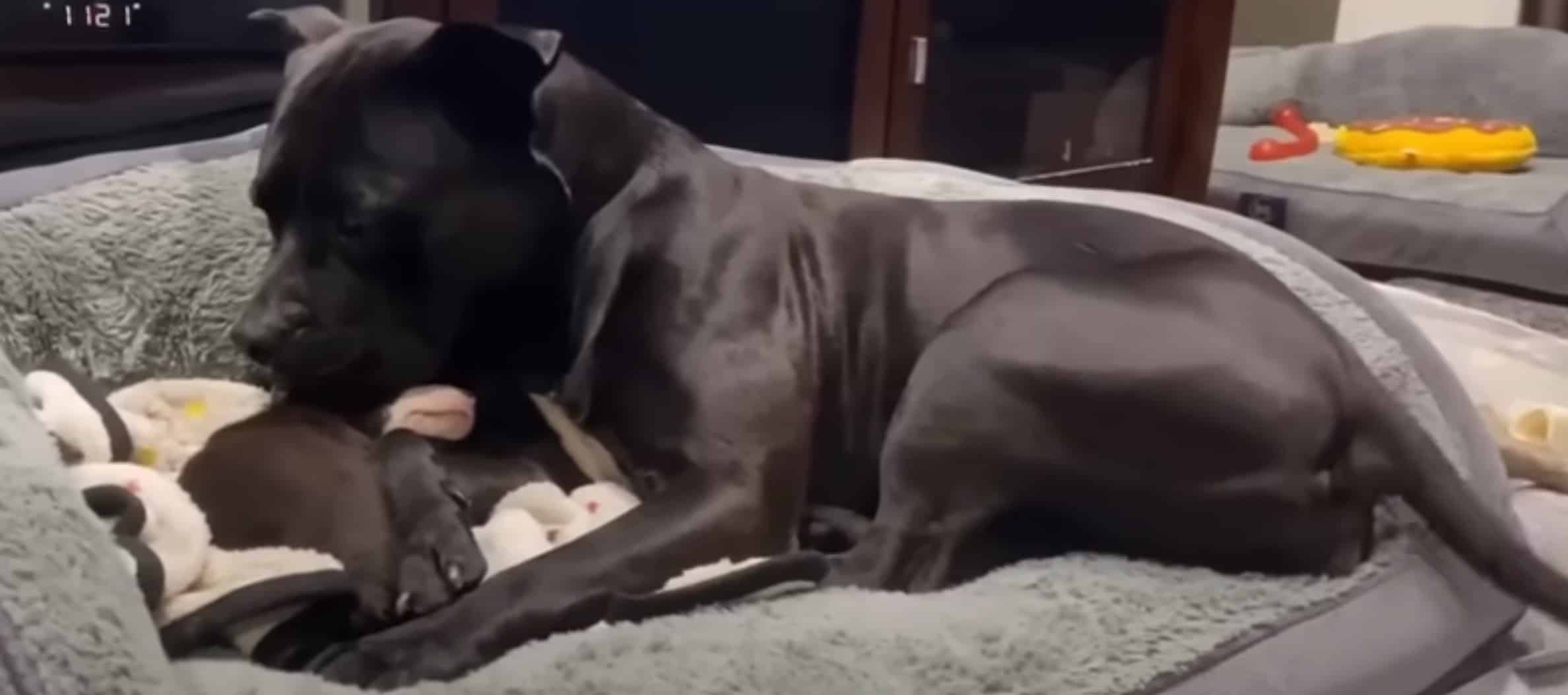 Extra image from article