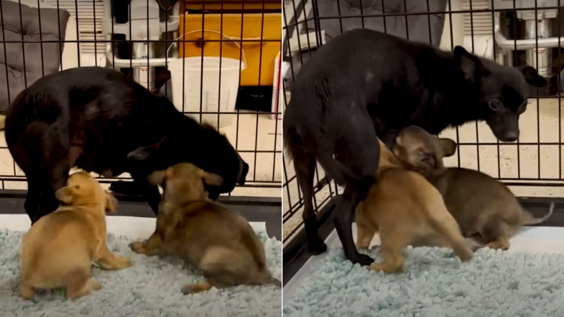 From that moment, the puppies transforme...