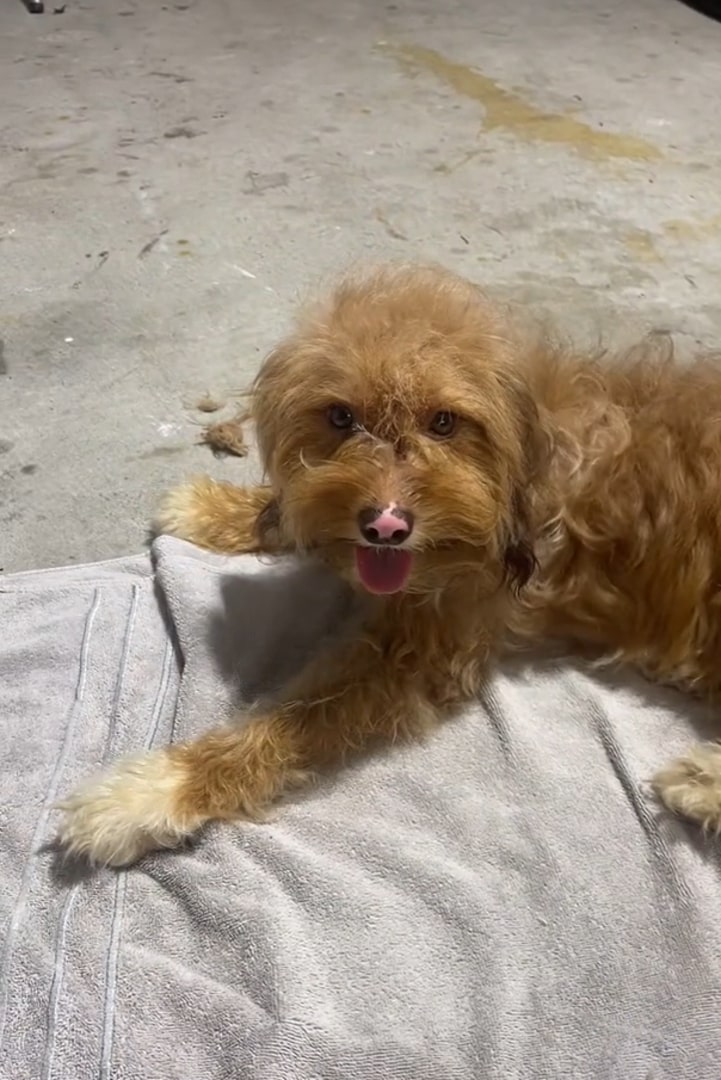 Extra image from article