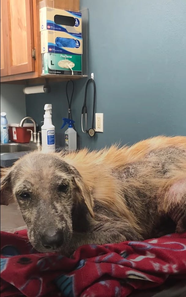 Extra image from article