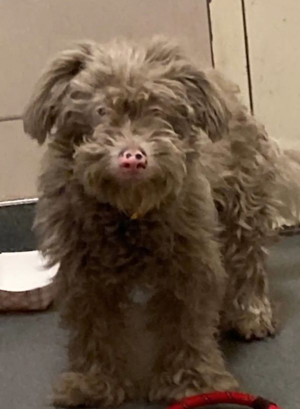 Her tangled, matted coat was so thick in...