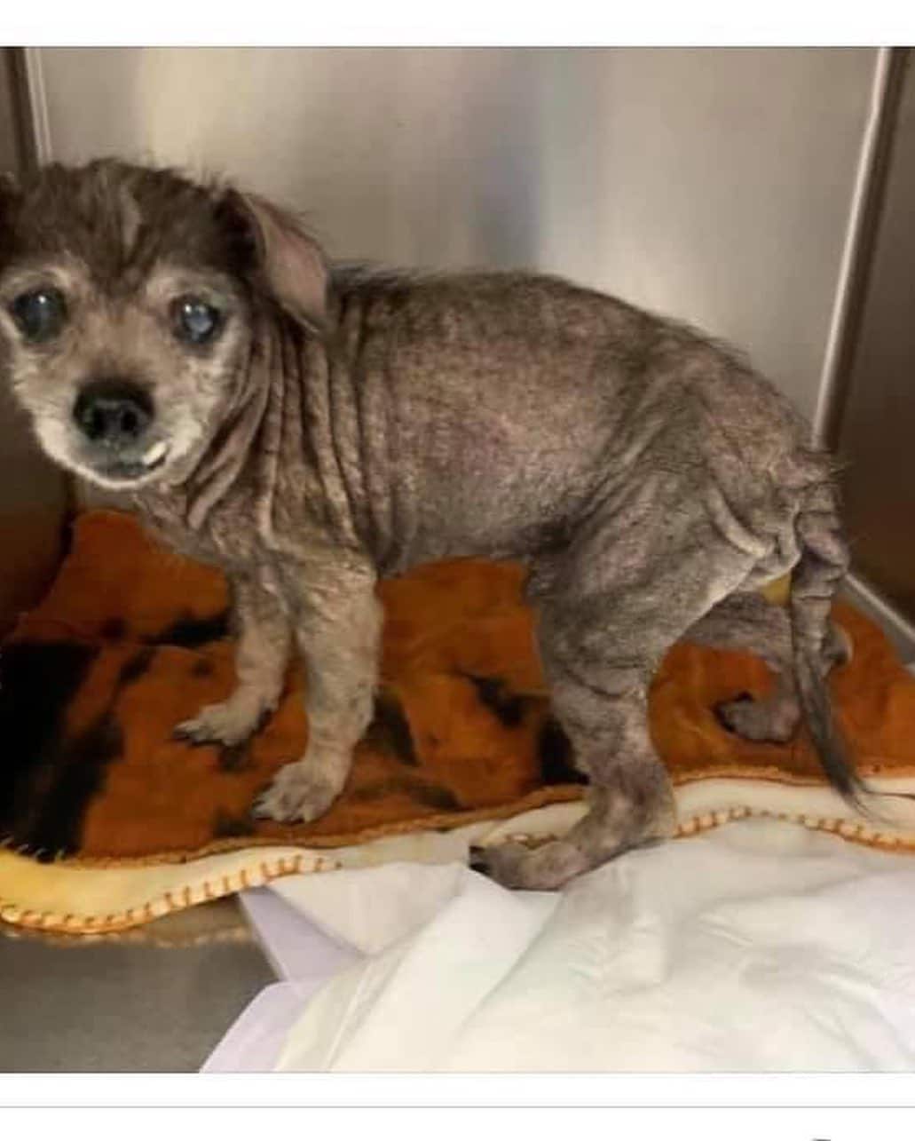 The pair of dogs became inseparable, enj...