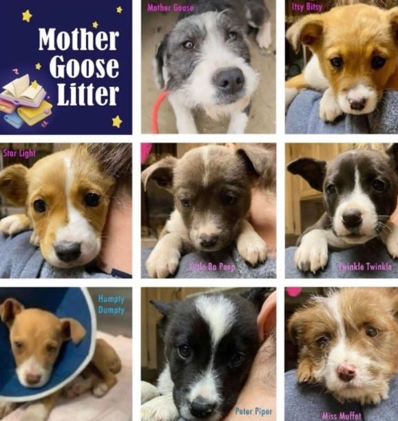 Extra image from article