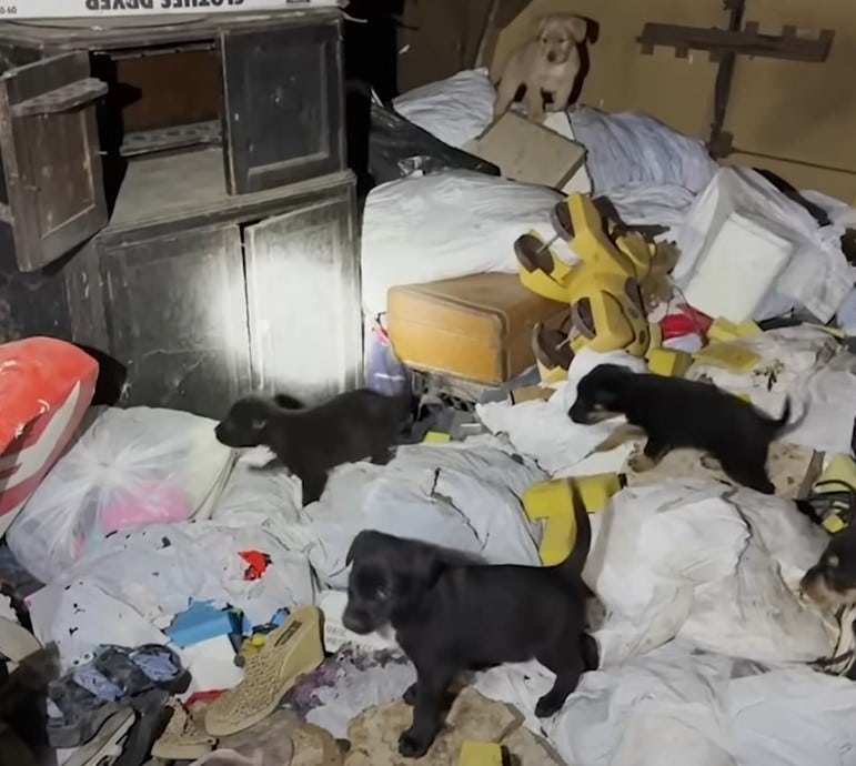 Reunited outdoors with her pups, the ent...