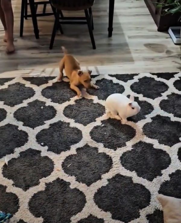 Extra image from article