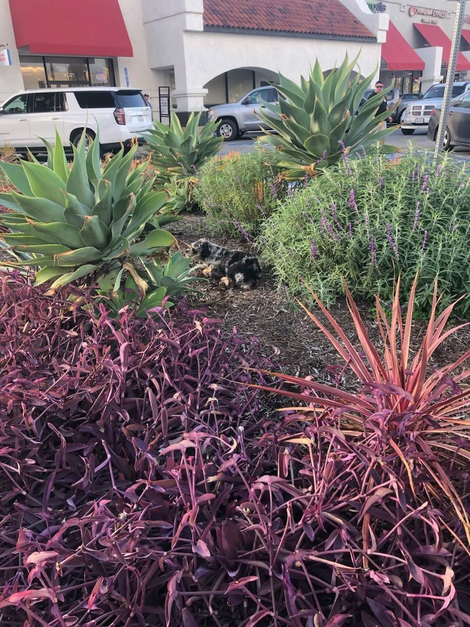 As weeks passed and efforts to rescue th...