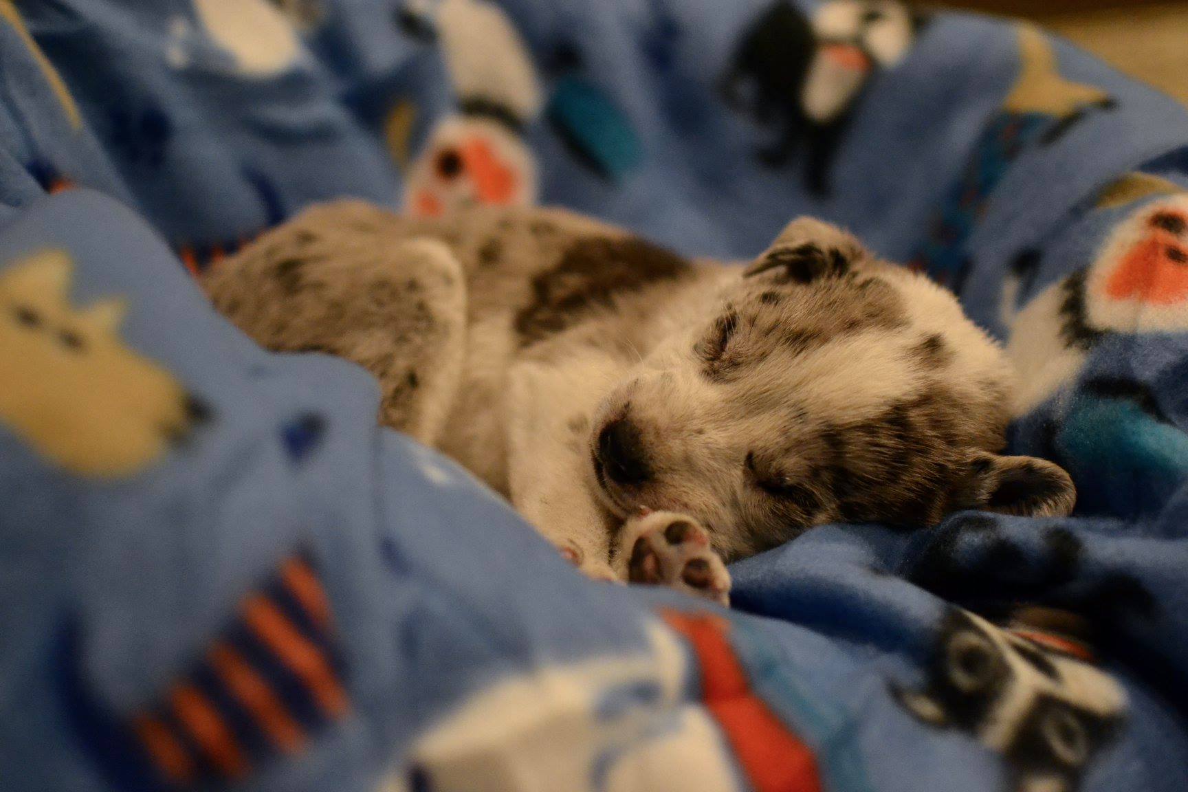 Despite frequent tumbles, Cody's determi...