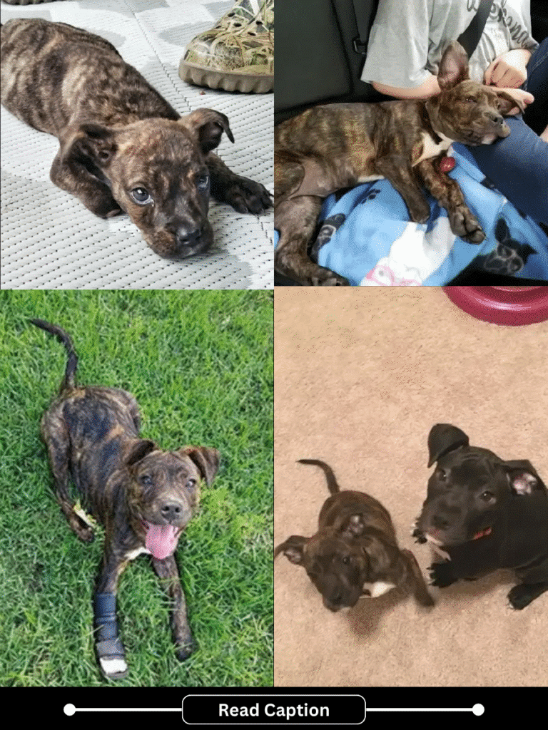 Rescued Georgia Puppies Find New Hope Thanks to Dedicated Rescue Team ...