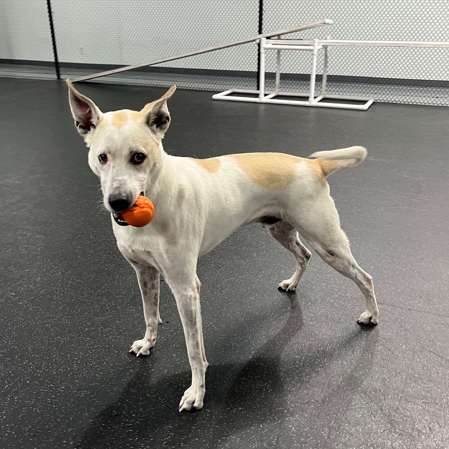 Returning to the shelter was a setback f...