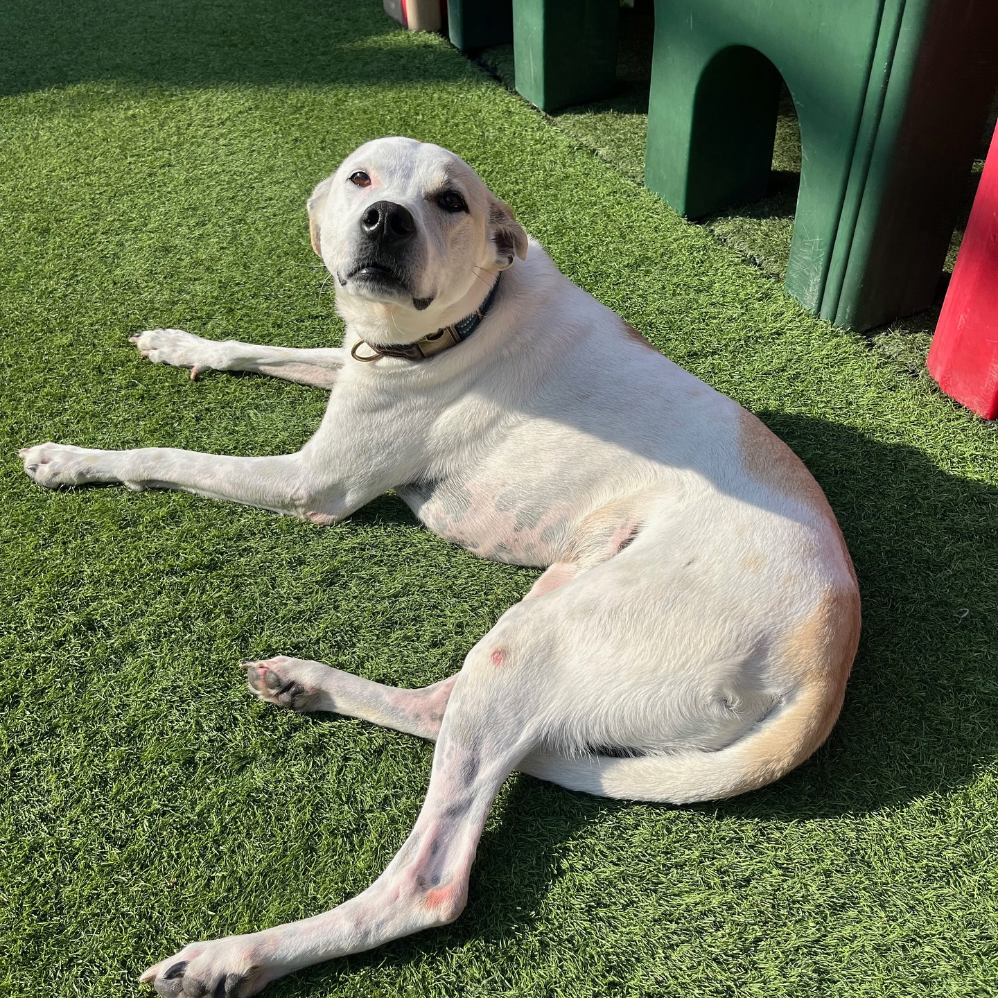 During this training, Peanut made signif...