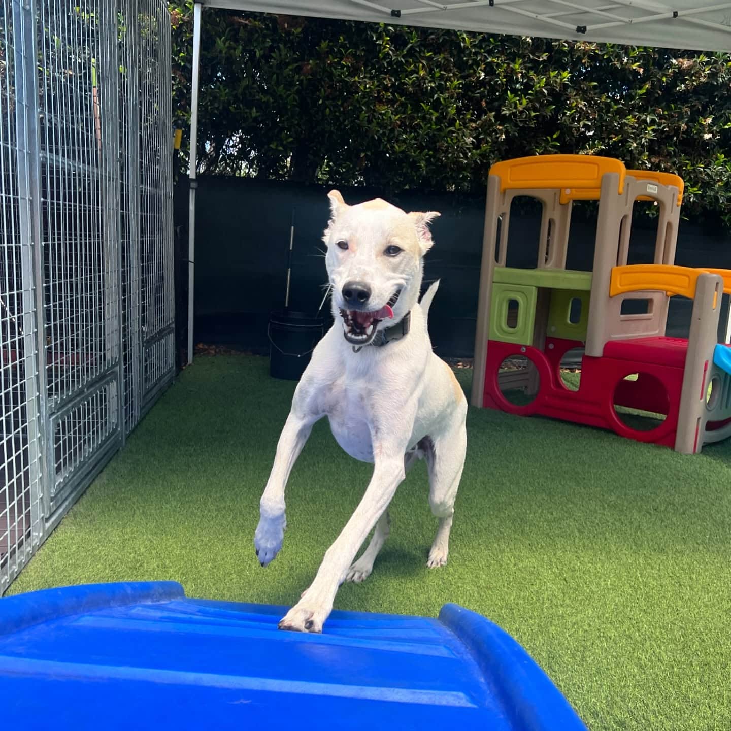 Extra image from article