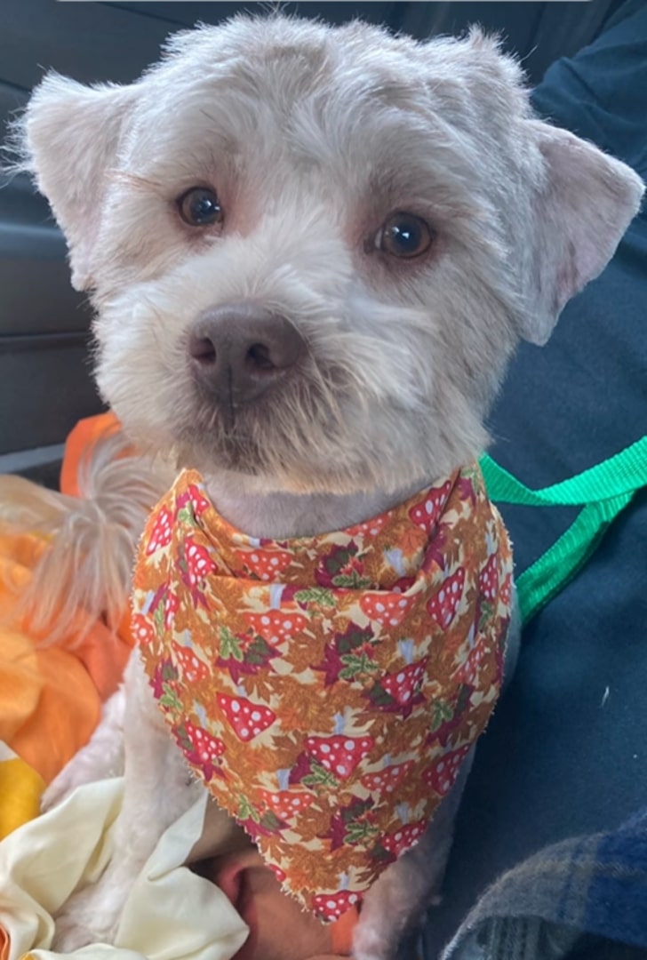 Extra image from article