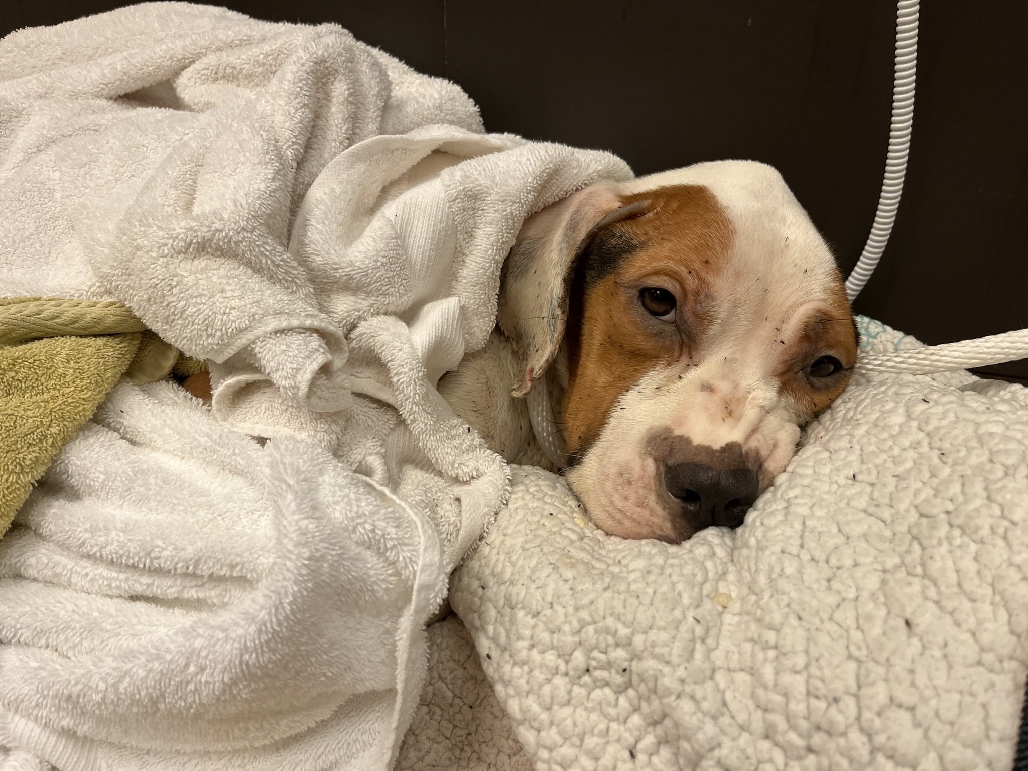 Extra image from article