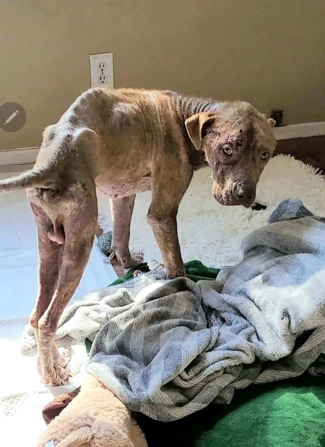 As the bond between Chance and his careg...