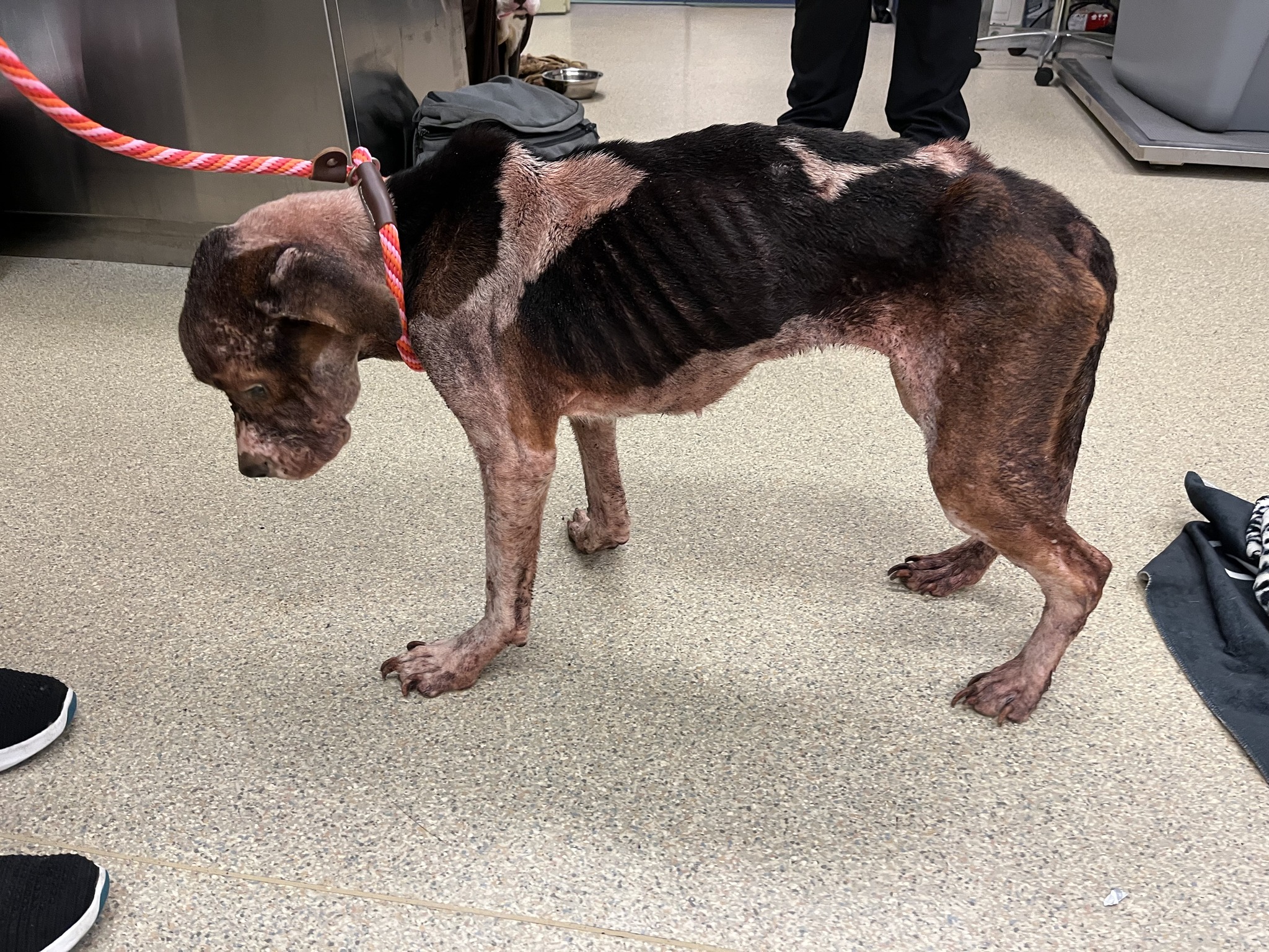 “She’s not just a dog; she’s a daughter....