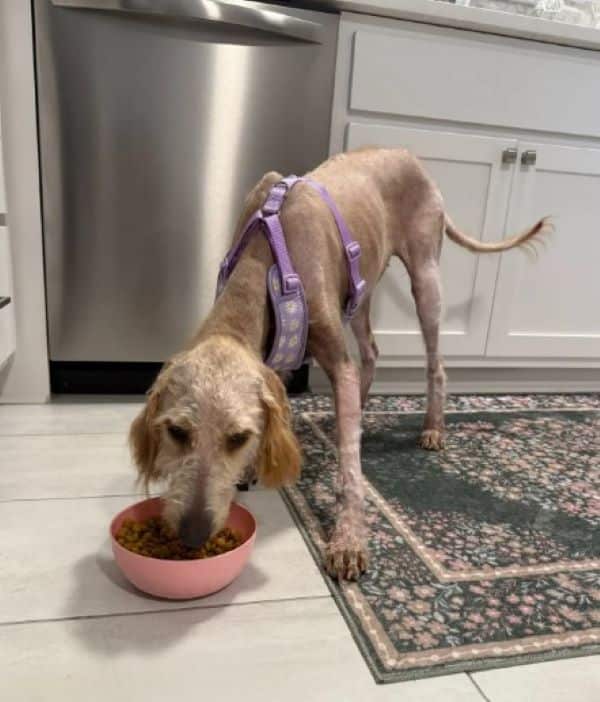 Extra image from article