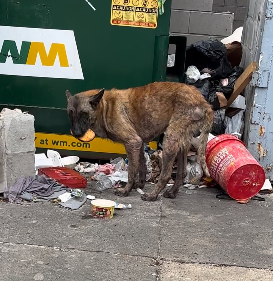 Unexpectedly, the dog began leading her—...