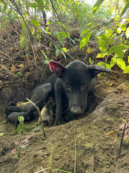 Extra image from article