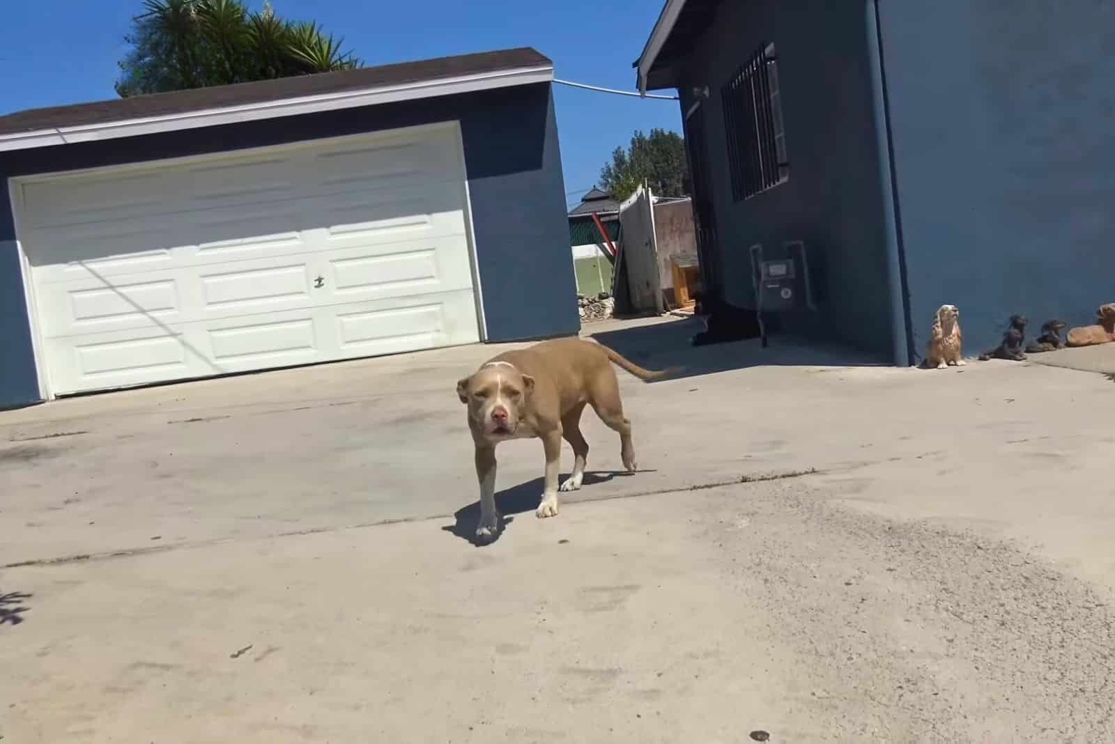 JoAnn Wiltz and Katie McKittrick, rescue...