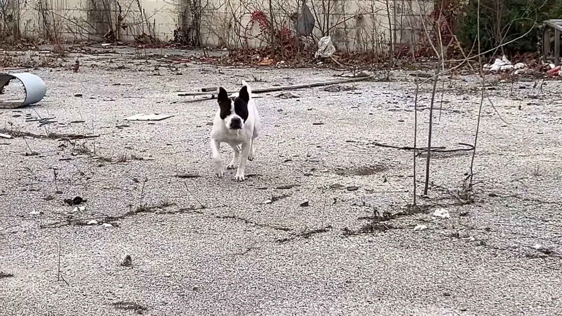 Although Turducken's journey is not yet ...