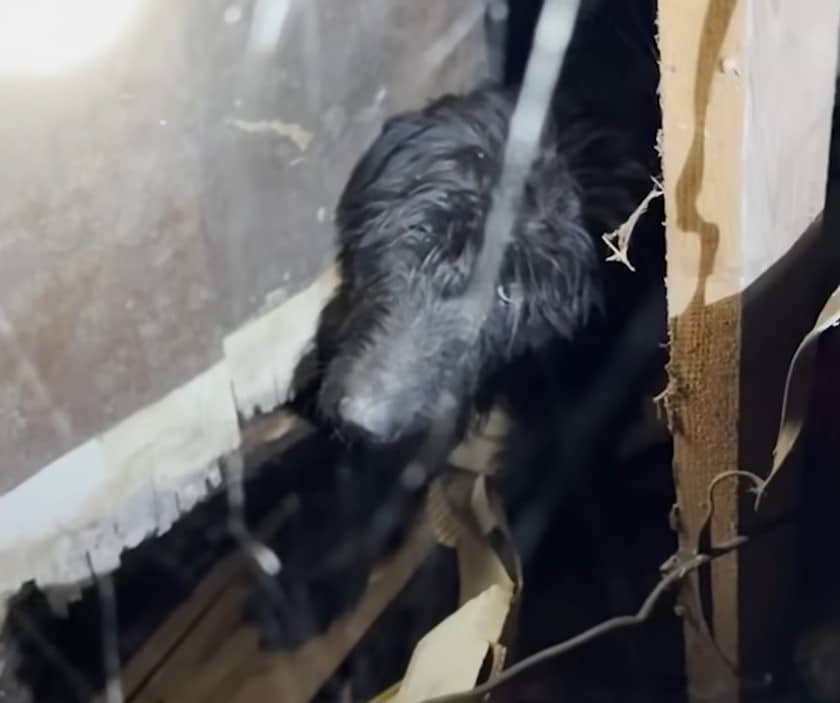 Extra image from article