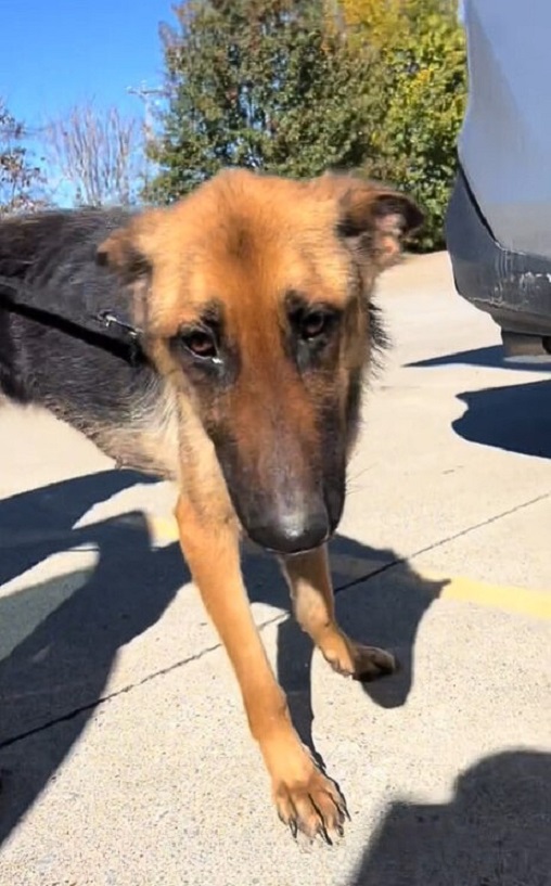 Meanwhile, Annie continues to blossom in...