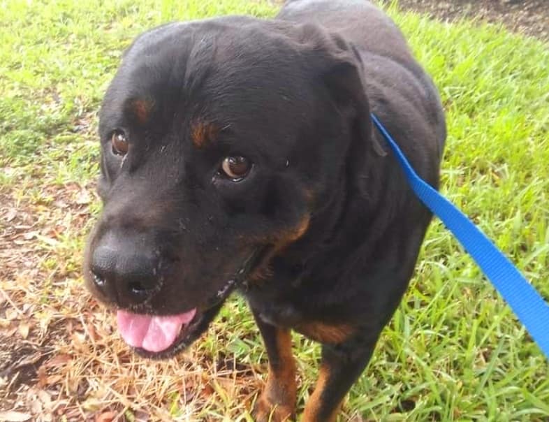 Once removed from the shelter environmen...