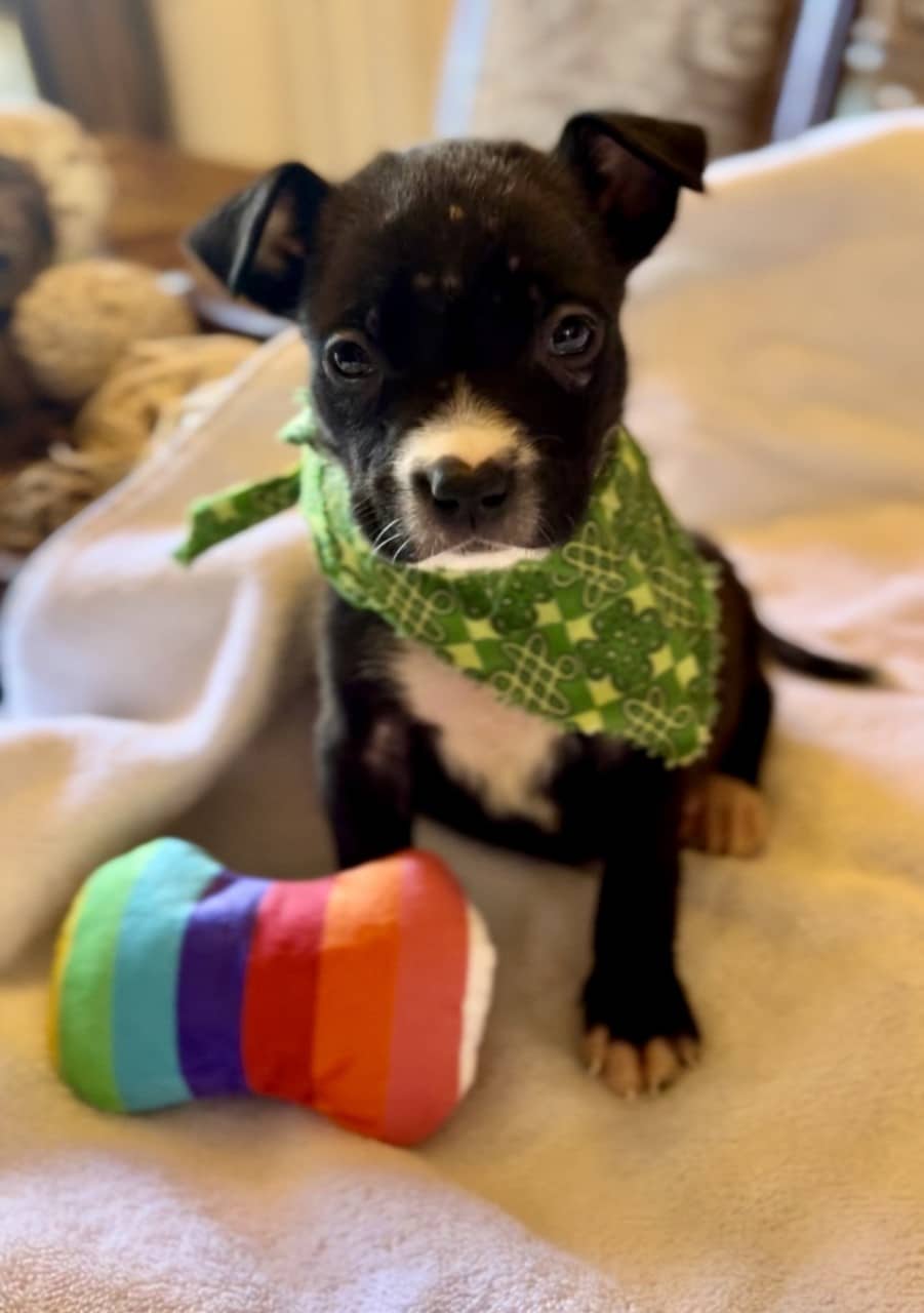 Extra image from article