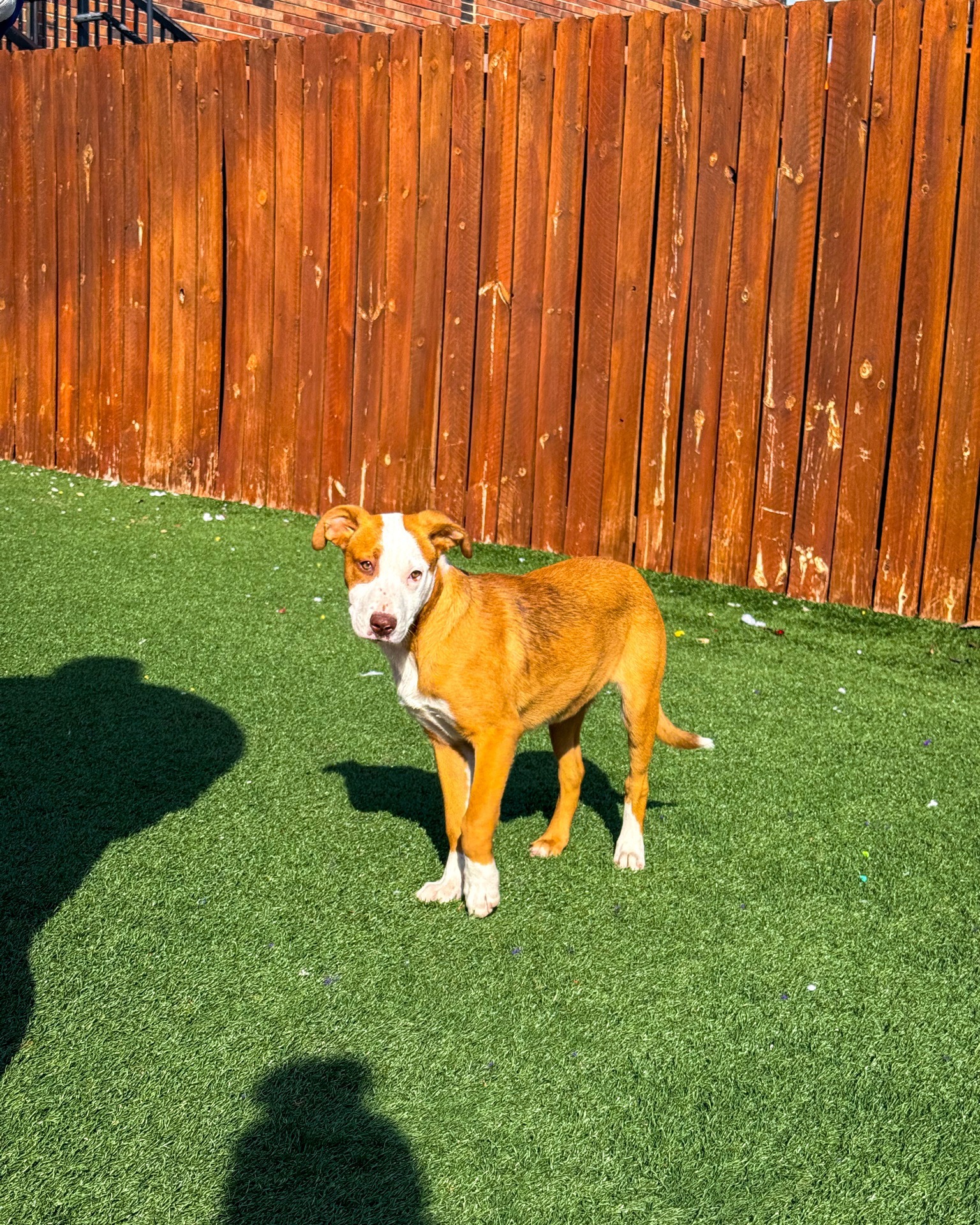 Extra image from article