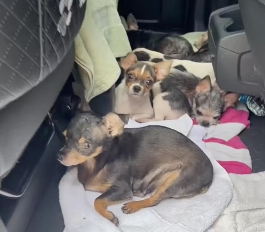 Upon their arrival, these dogs were visi...