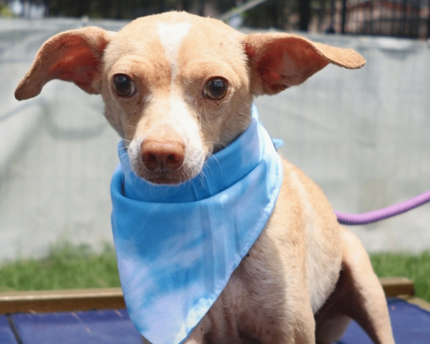 While Arroyo is yet to meet his permanen...