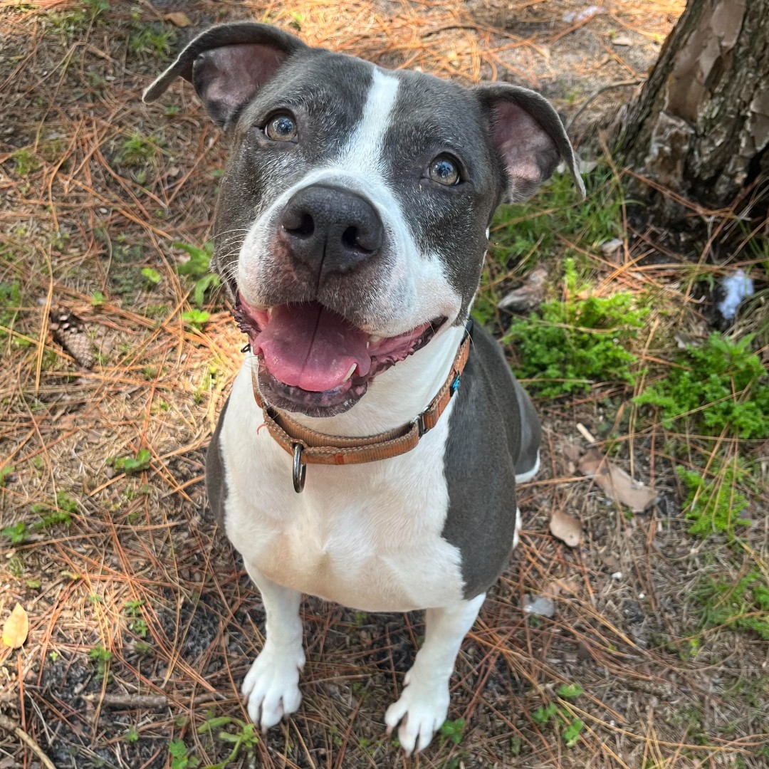 “She is not comfortable around other dog...