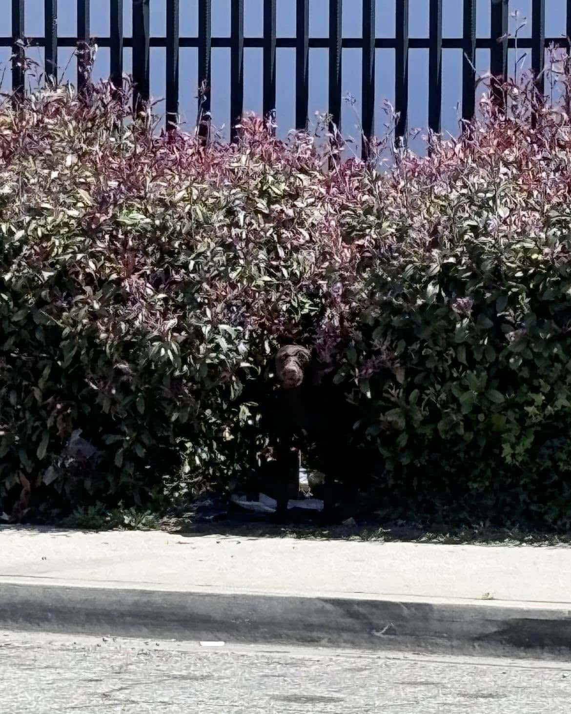 Extra image from article