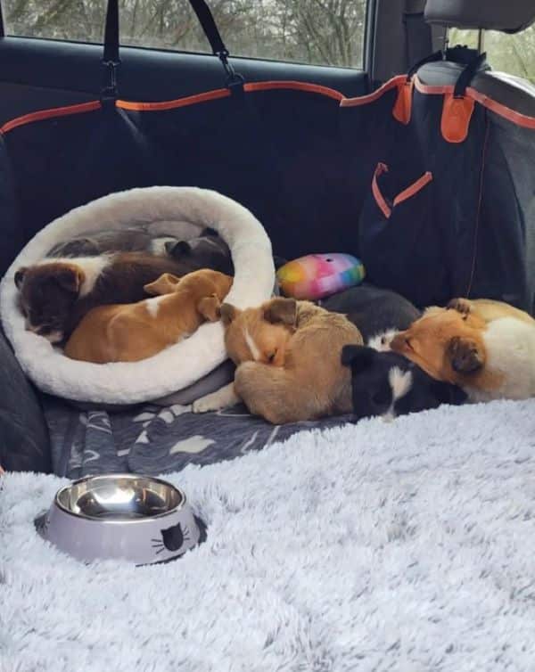 Extra image from article