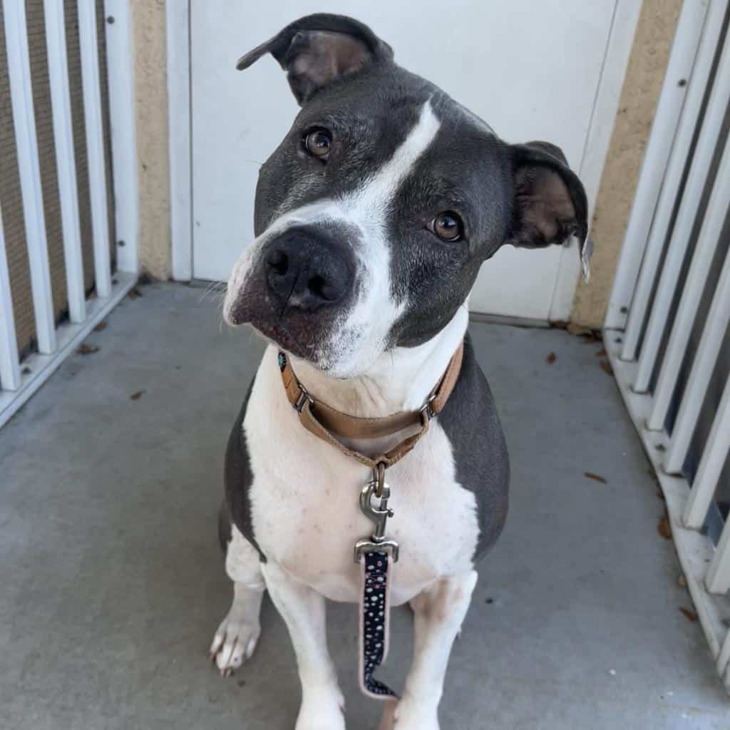 Even as she ages, Deja retains her energ...