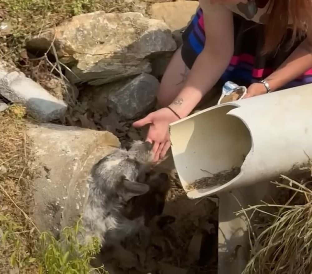 Extra image from article