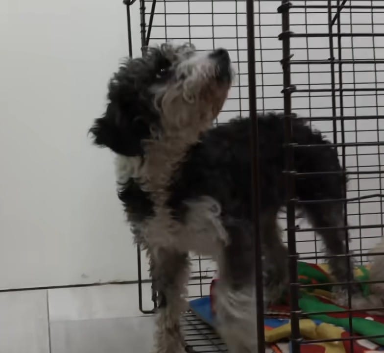 Extra image from article