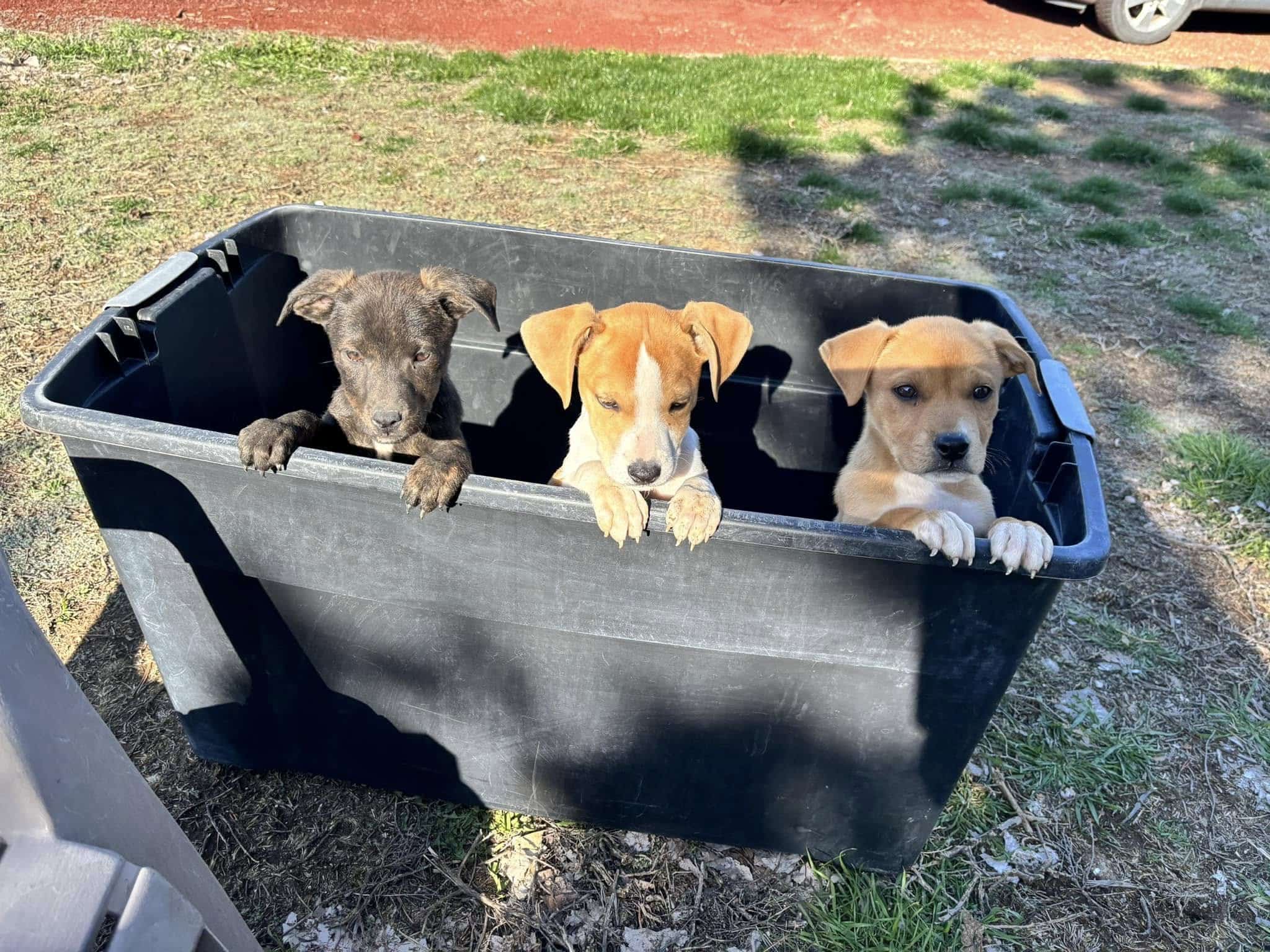 Melissa Blackmer and her team expressed ...