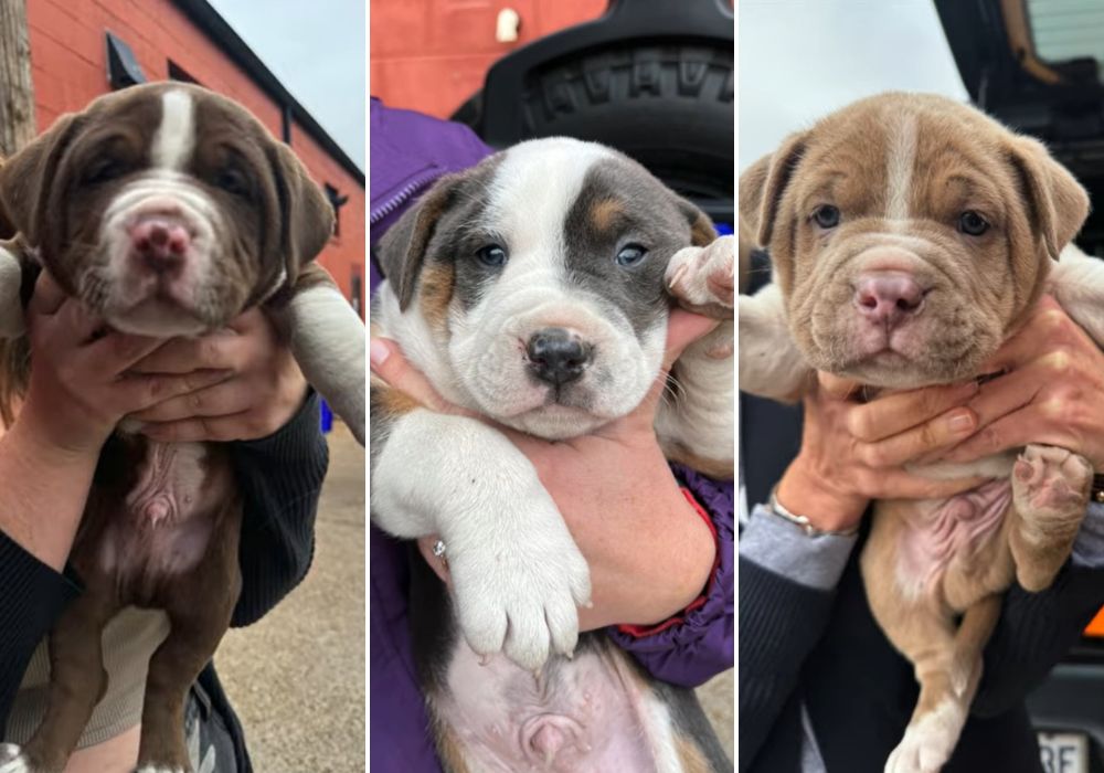 Extra image from article